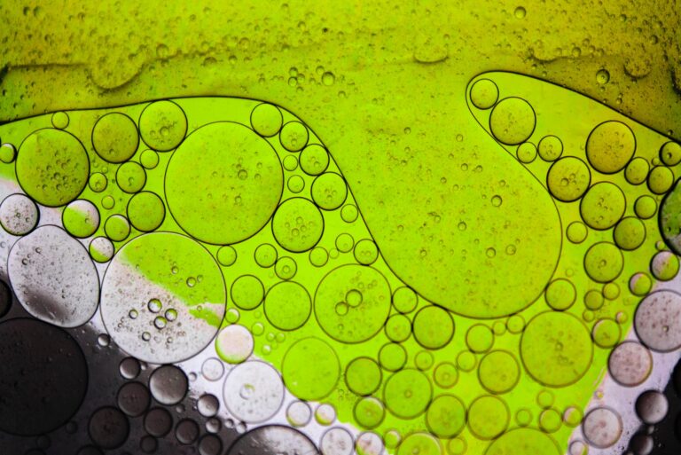 Circular Onopia - Bioplastique à base d'algues et de champignons