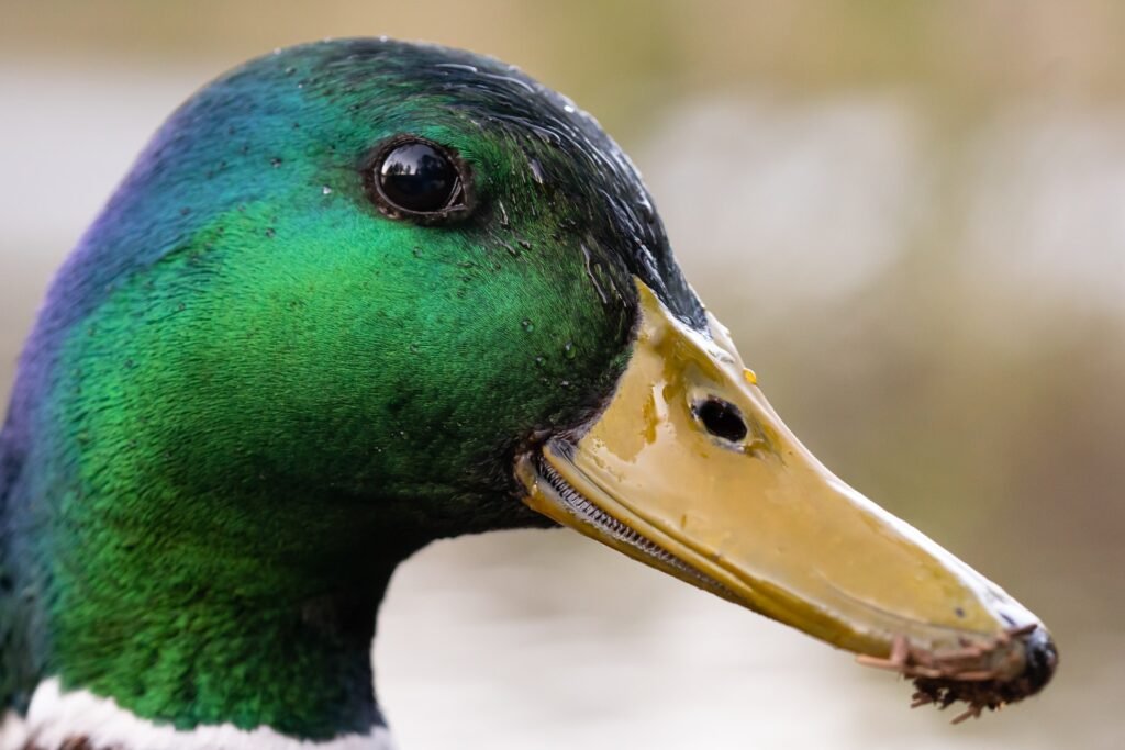 Circular Onopia - Canard des Rizières