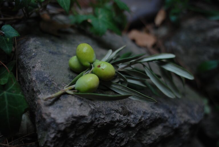 Circular onopia - Sophim l'olive verte au service de la cosmétique